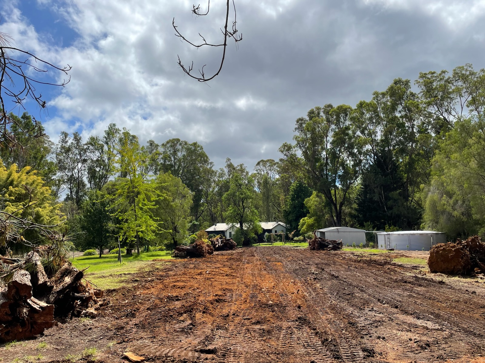 After stump grinding - completely cleared and leveled land