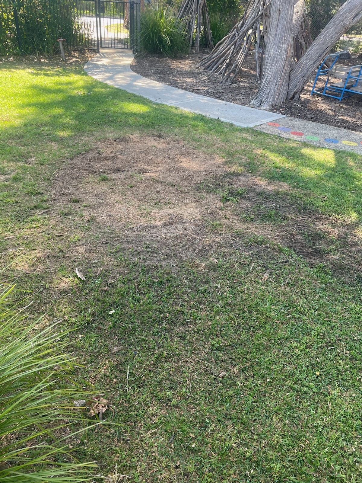 After stump grinding - smooth cleared land