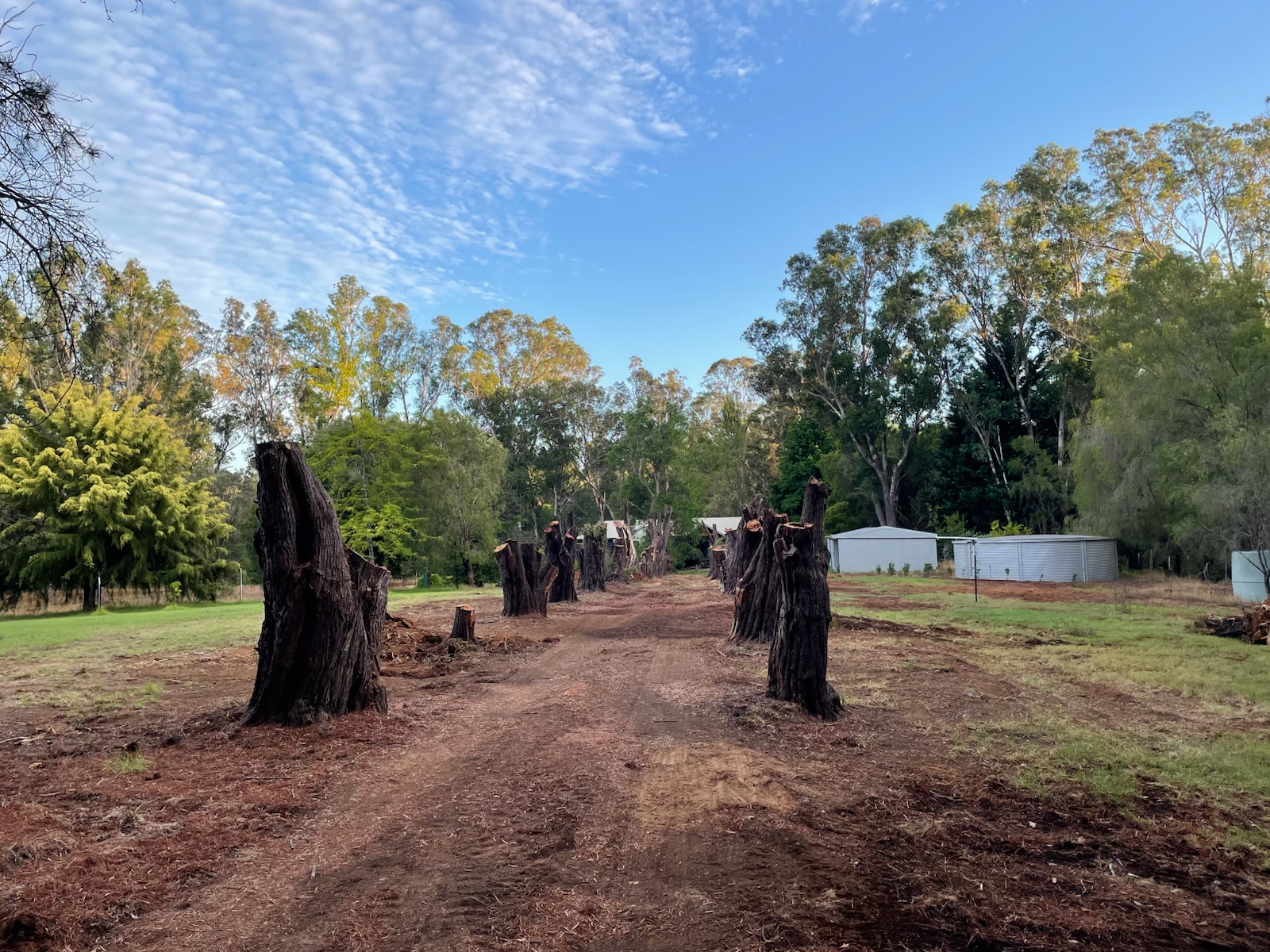 Before stump grinding - multiple large tree stumps on residential property