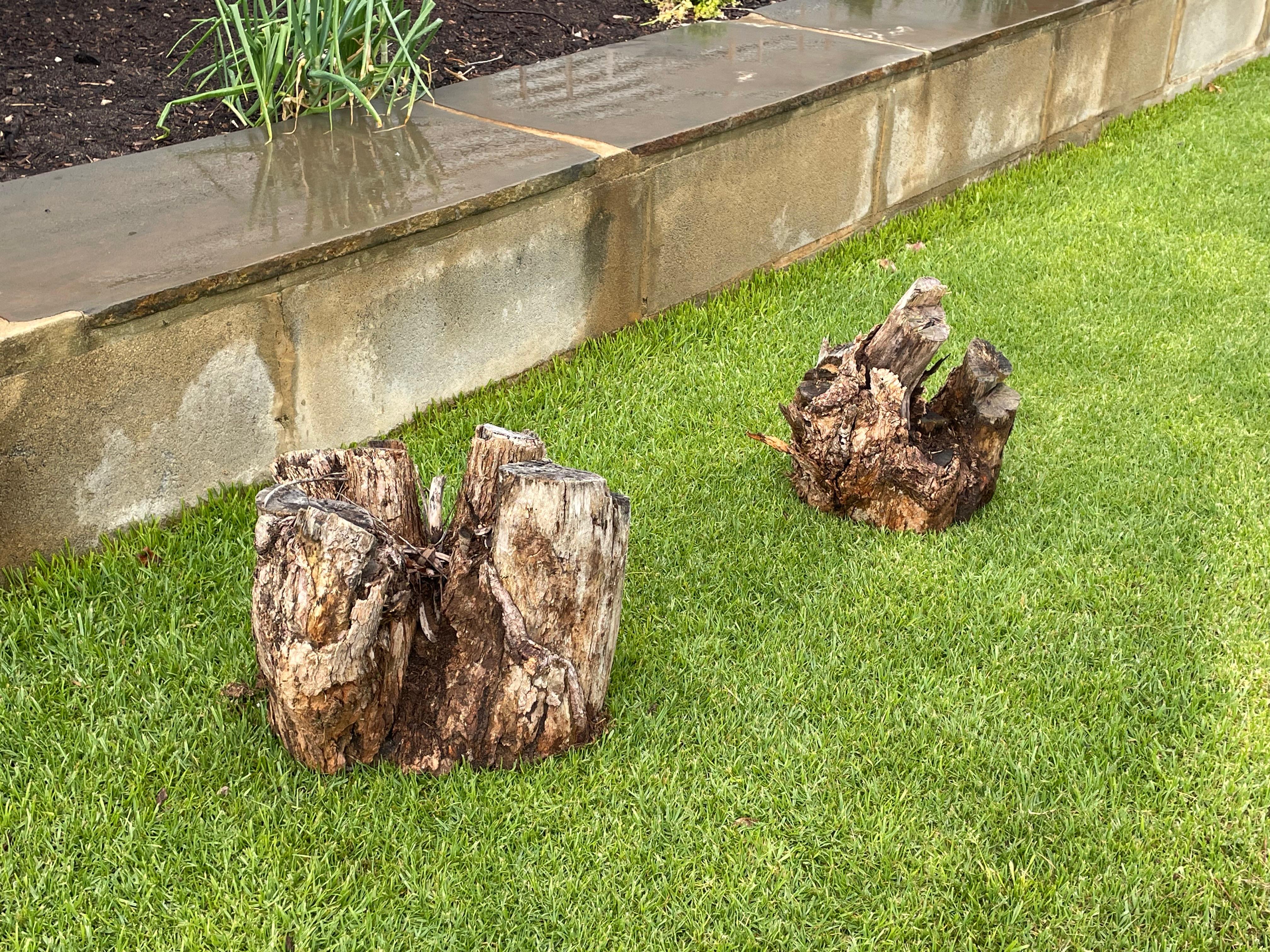 Before stump removal - large tree stumps on property