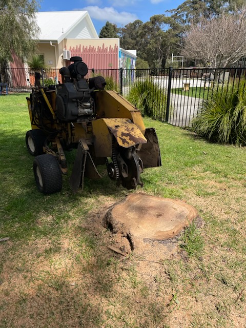 Residential stump grinding Augusta